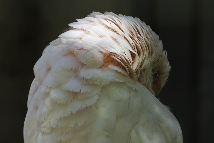 birds, colored feathers, nature, one animal, animal themes HD wallpaper