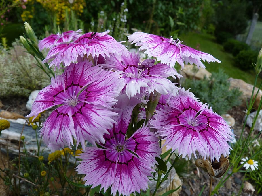 flowers, carnation, pink, flowering plant, freshness, vulnerability HD wallpaper