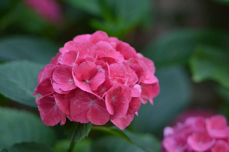 Hydrangea, Pink, Garden, pink color, flower, peony, focus on foreground HD wallpaper