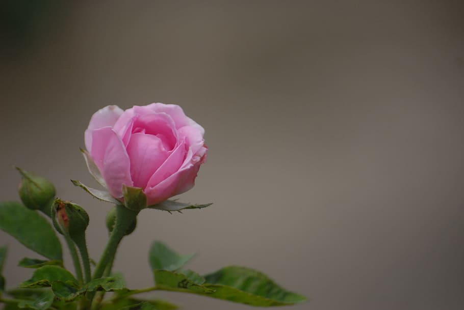pink rose, background, green leaf, flower, flowering plant HD wallpaper