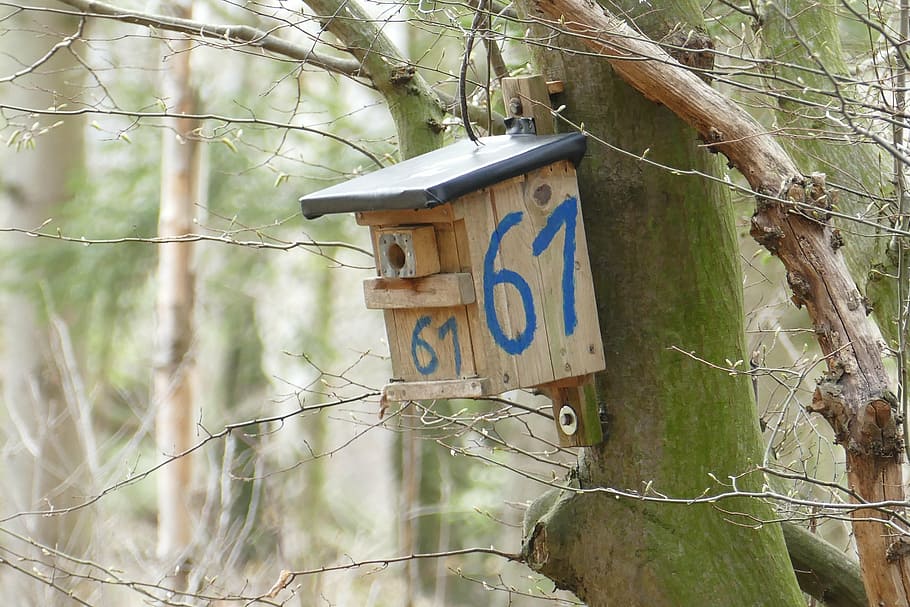 nesting box, forest, tree, plant, no people, nature, land, tree trunk HD wallpaper