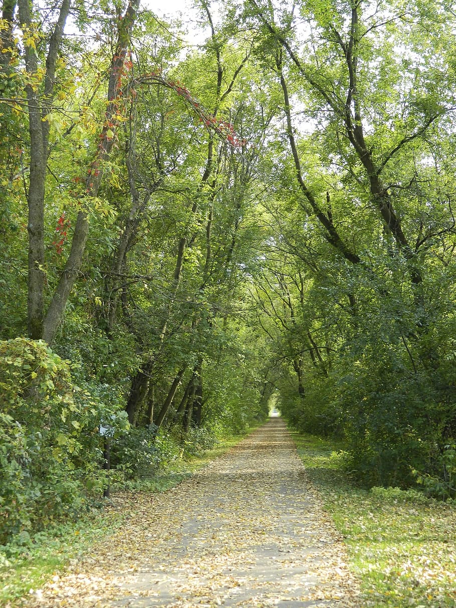 trail, nature, path, woods, landscape, autumn, forest, tree HD wallpaper