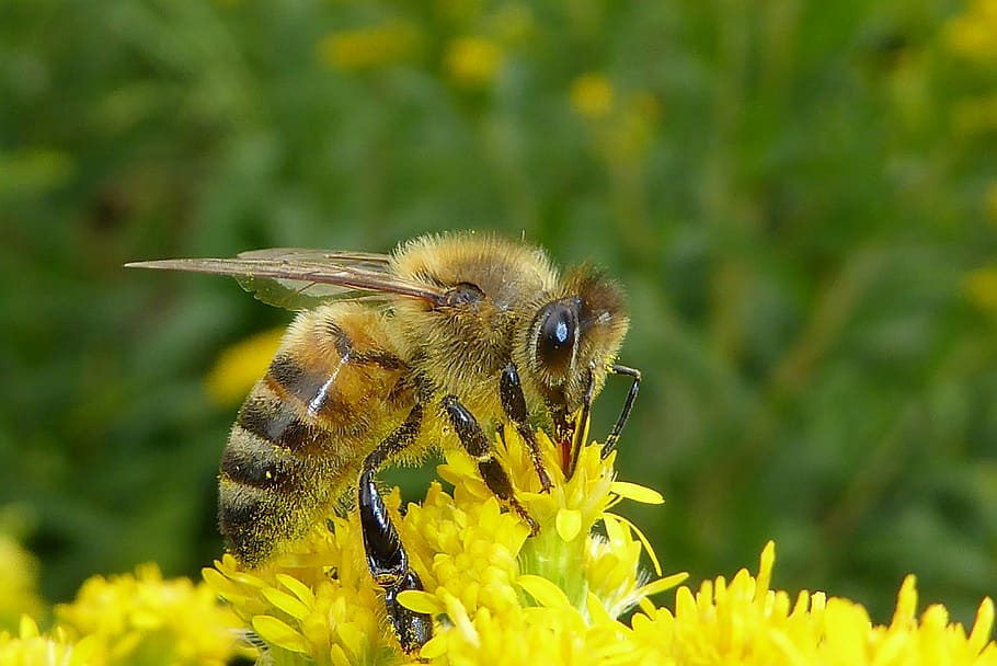 close up photography of honeybee on yellow flower, bug, insects HD wallpaper