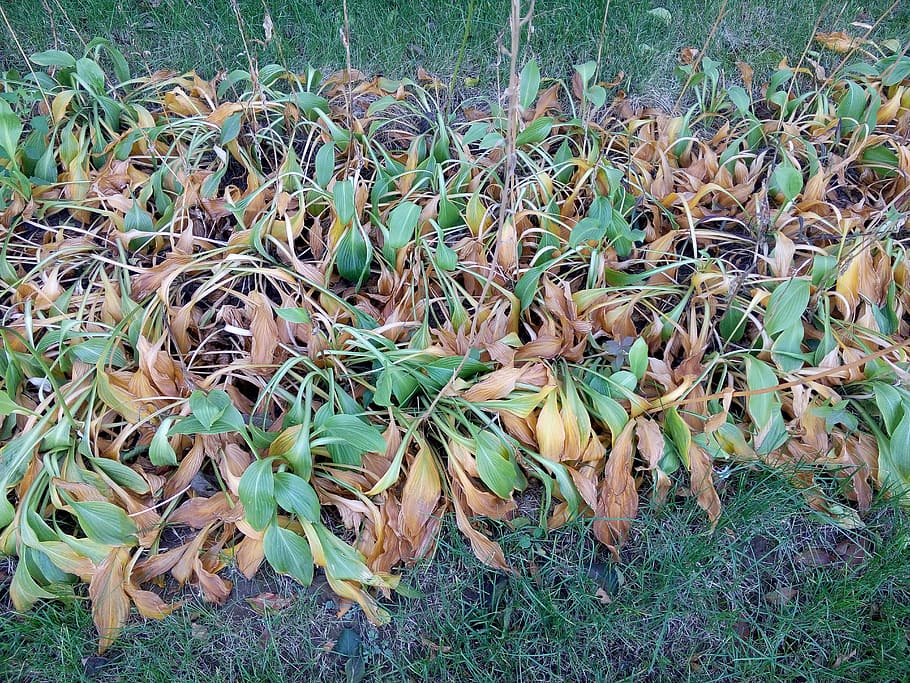 plant, autumn, leaf, land, plant part, growth, field, nature HD wallpaper