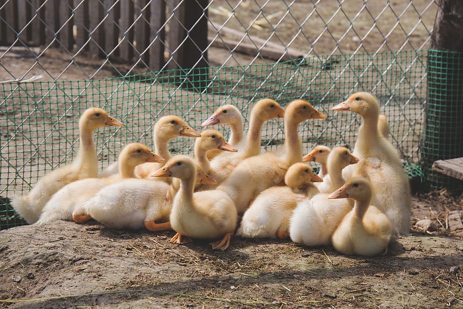 animals, birds, ducks, flock, wire, mesh, soil, yellow, animal themes HD wallpaper