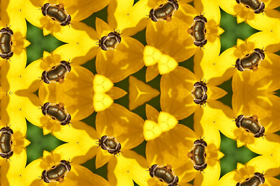 nature, insect, bee, pollen, summer, flower, pollination, bright HD wallpaper