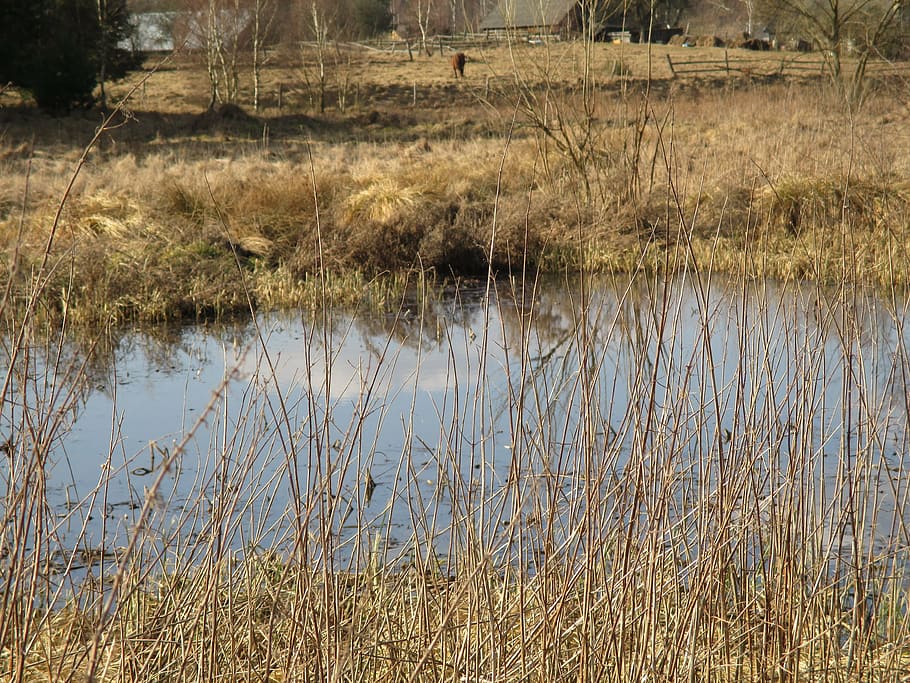 pond, meadow, reflection, poland, nature, lake, water, plant HD wallpaper