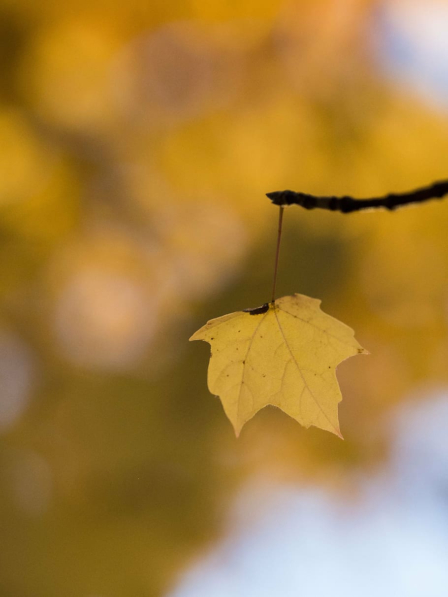 autumn, branch, fall, leaf, macro, nature, tree, forest, outdoors HD wallpaper