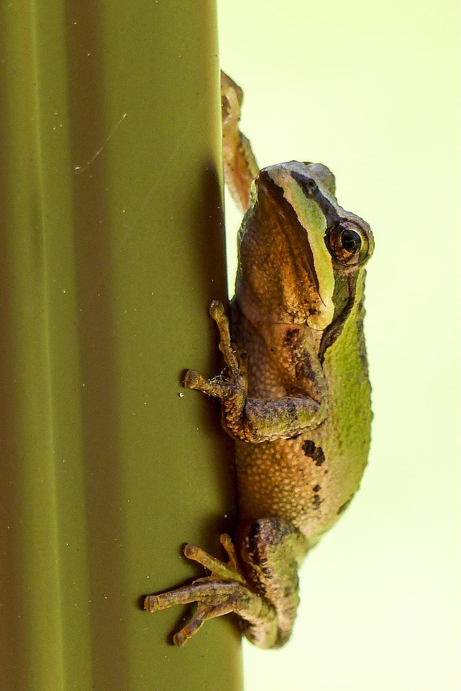 green and brown frog, tree frog, hanging, clued, amphibian HD wallpaper