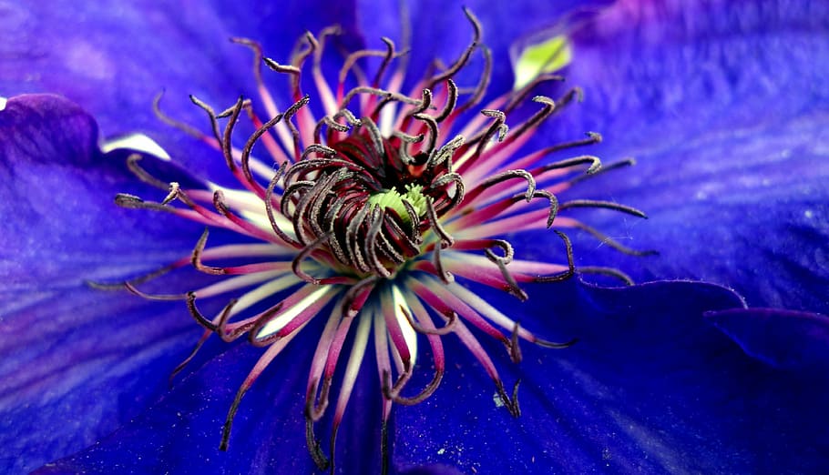 close up photography of blue clematis flower, blossom, bloom HD wallpaper