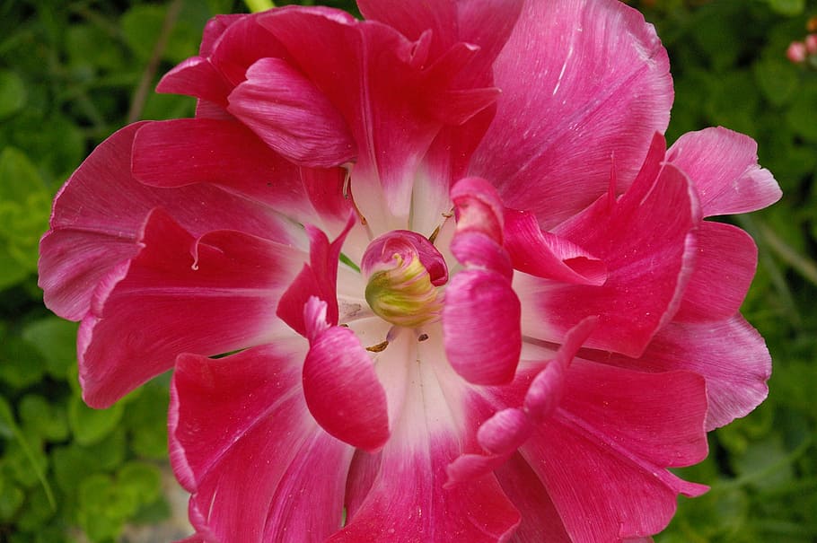 Tulip, Spring, Blossom, Bloom, spring day, pink, petals, blossomed HD wallpaper