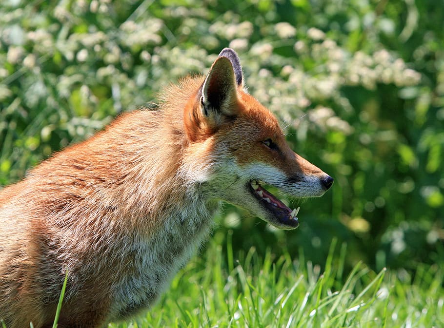 brown fox under sunset, red fox, portrait, animal, wild, wildlife HD wallpaper