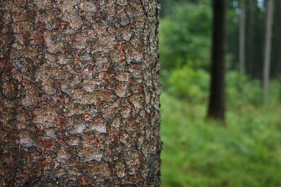 tree, bark, nature, forest, tree trunk, plant, close-up, focus on foreground HD wallpaper