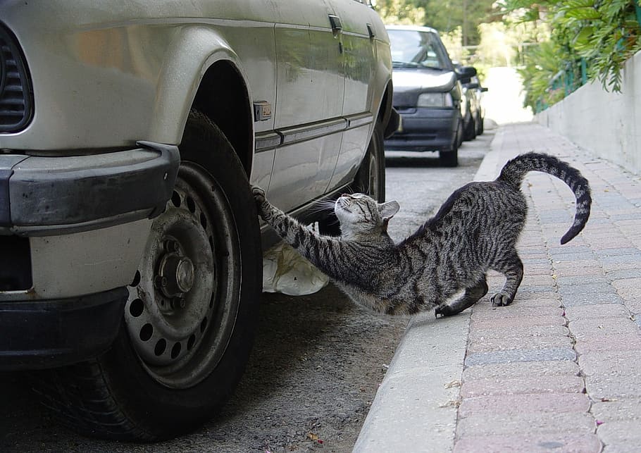 cat beside car, Stretch, Tire, Sharp, Claws, sharp claws, street HD wallpaper