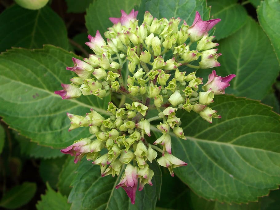 hydrangea, pink, plant, leaf, plant part, growth, beauty in nature HD wallpaper