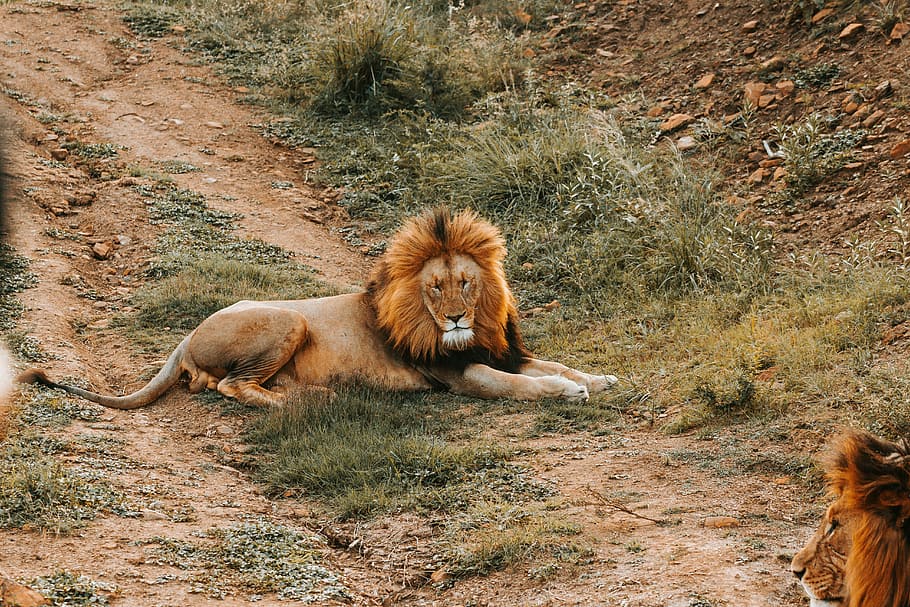wild life photography of lion resting on ground, top-view shot of brown lion