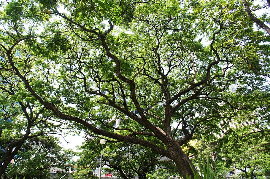 Tree, Green, Park, Leaf, Nature, Crown, forest, outdoors, branch HD wallpaper