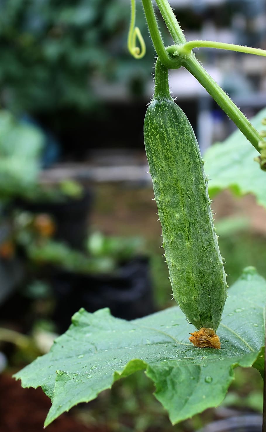 Cucumber, Salad, Grow, Vegetable, grow vegetable, green color HD wallpaper