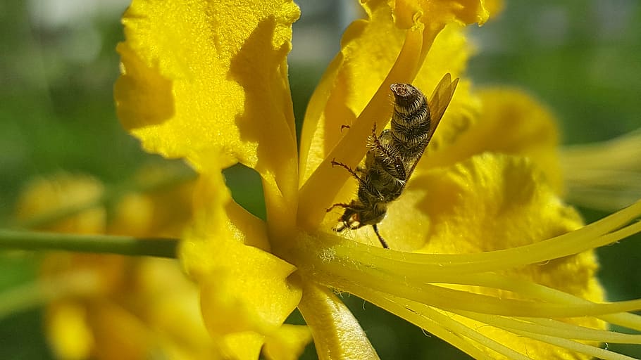 bees, flower, insect, yellow, spring, floral, flowering plant HD wallpaper