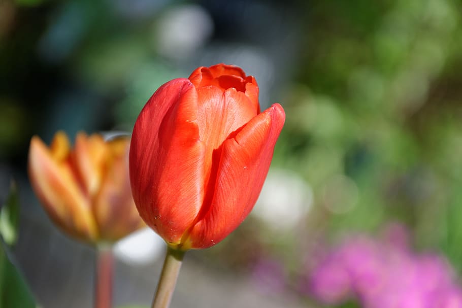 Tulips, Spring, Red, Garden, Macro, flowers, blossom, bloom HD wallpaper
