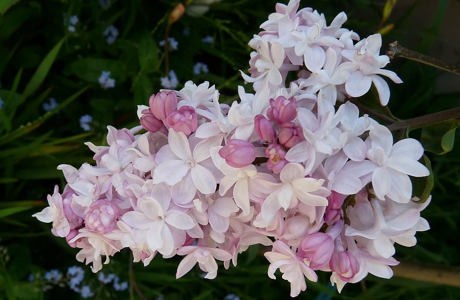 pink, double, lilac, flowering plant, vulnerability, fragility HD wallpaper