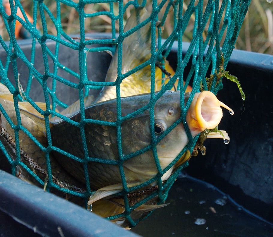 carp, fish, fishnet, animal, animal themes, vertebrate, cage HD wallpaper