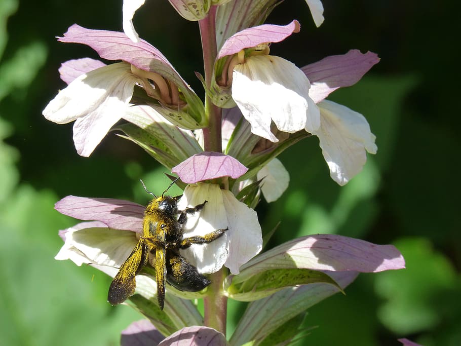 Flower, Pollen, libar, drone black, drone of the wood, bumblebee HD wallpaper