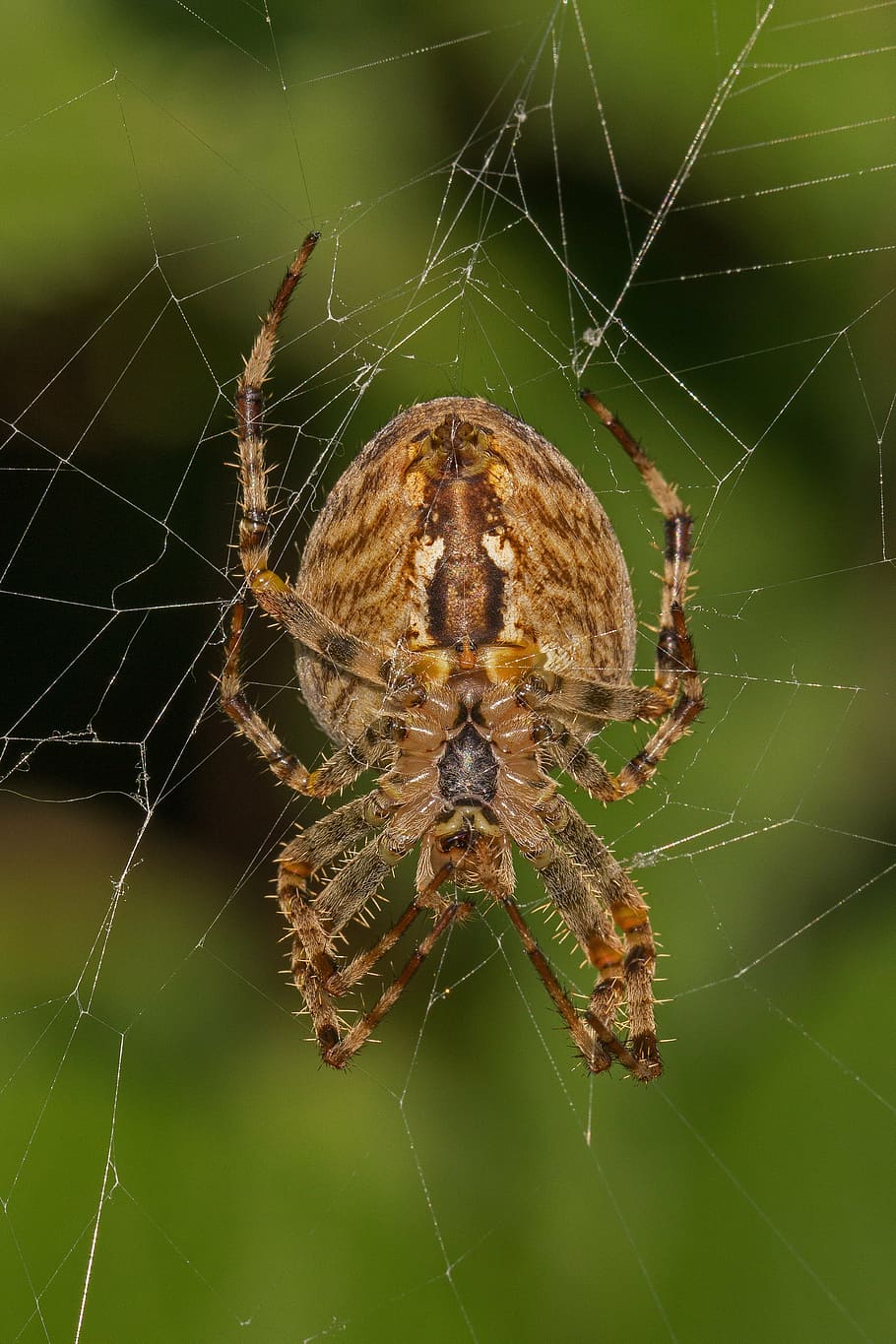 spider, arachnid, cobweb, macro, close, spider macro, roadside HD wallpaper