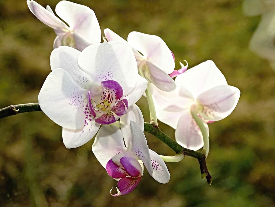 shallow focus photo of orchids, flowers, plant, orchideenblüte HD wallpaper