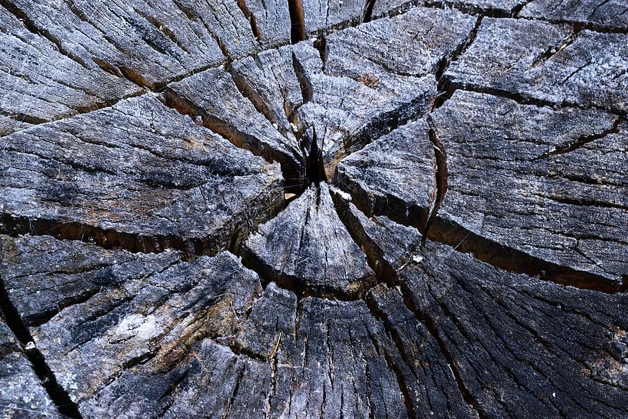 Tree, Macro, Incision, Fault, macrophoto, textured, cracked HD wallpaper