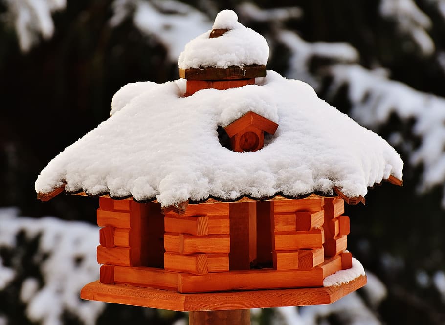 Bird, Aviary, Feeding, Winter, Snow, birds, feeding place, wintry HD wallpaper
