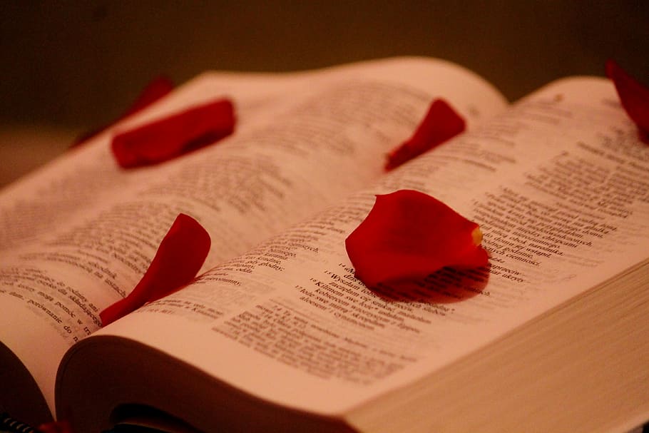 the scriptures, god, paper, rose petals, book, bible, religion HD wallpaper