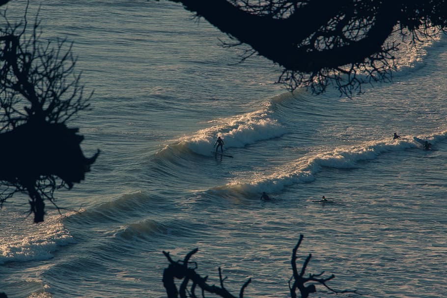 person riding surfboard on body of water, ocean wave, tree, branch HD wallpaper