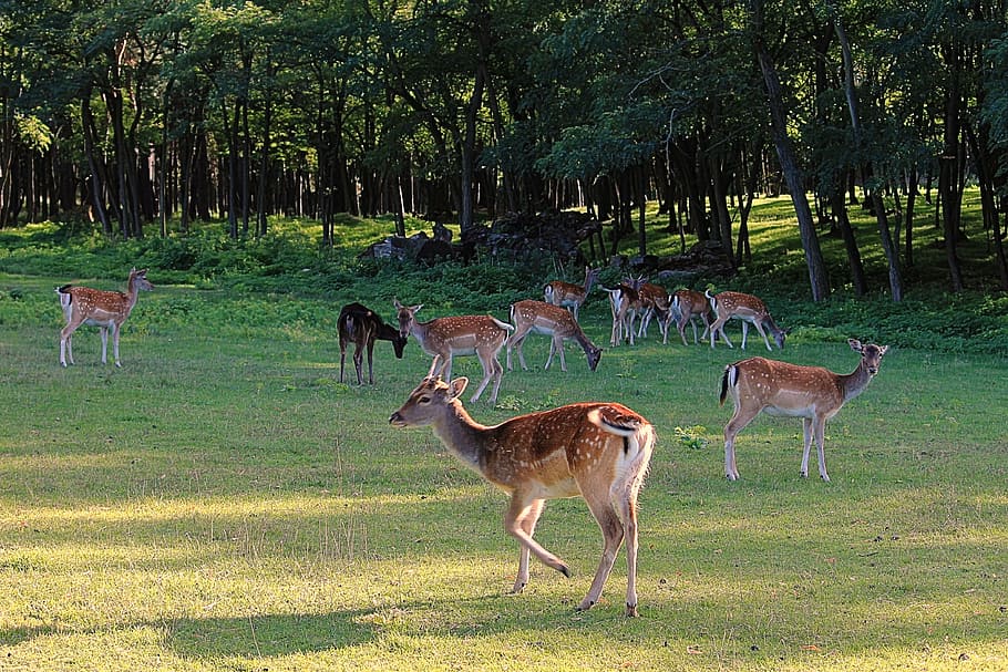 deer, forest, glade, fallow deer, landscape, grass, trees, scheu HD wallpaper