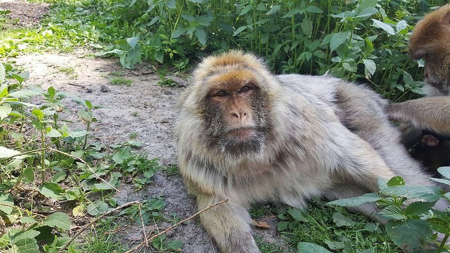 monkey, view, zoo, mammal, animal, eyes, äffchen, nature, animal world HD wallpaper