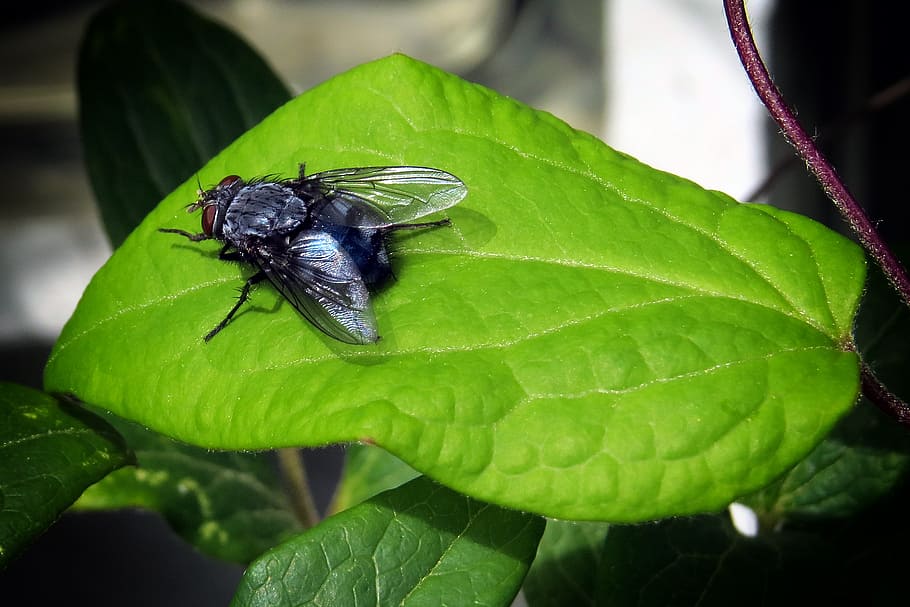 fly, insect, leaf, garden, plant part, invertebrate, animal wildlife HD wallpaper