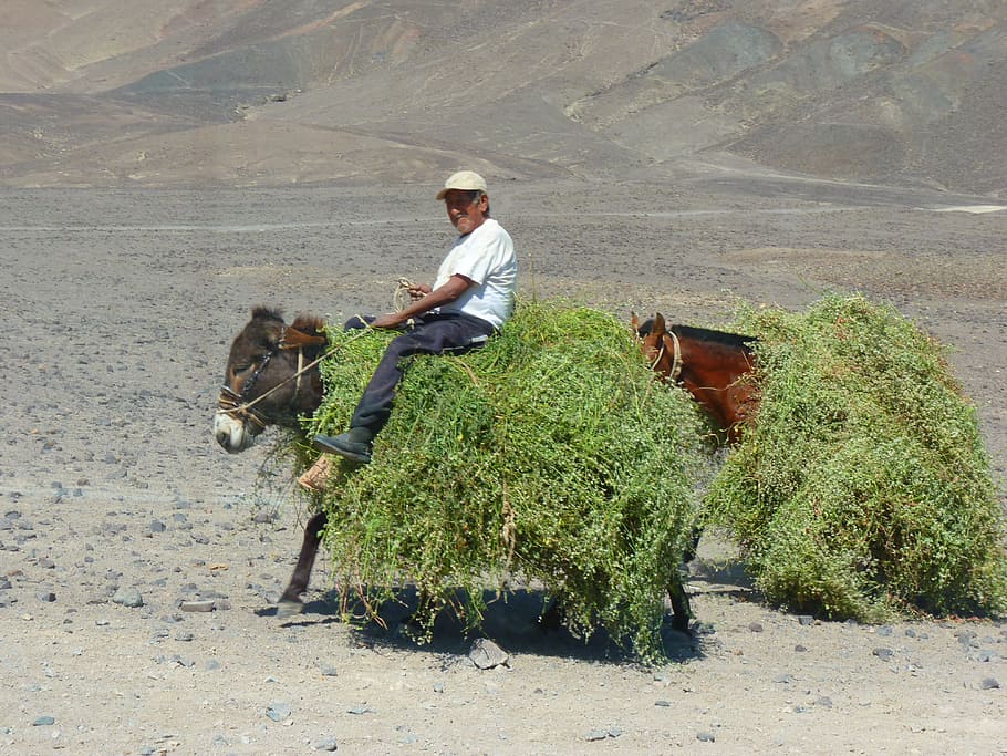 Peruvians, Donkey, Packed, Last, beast of burden, animal, nazca HD wallpaper