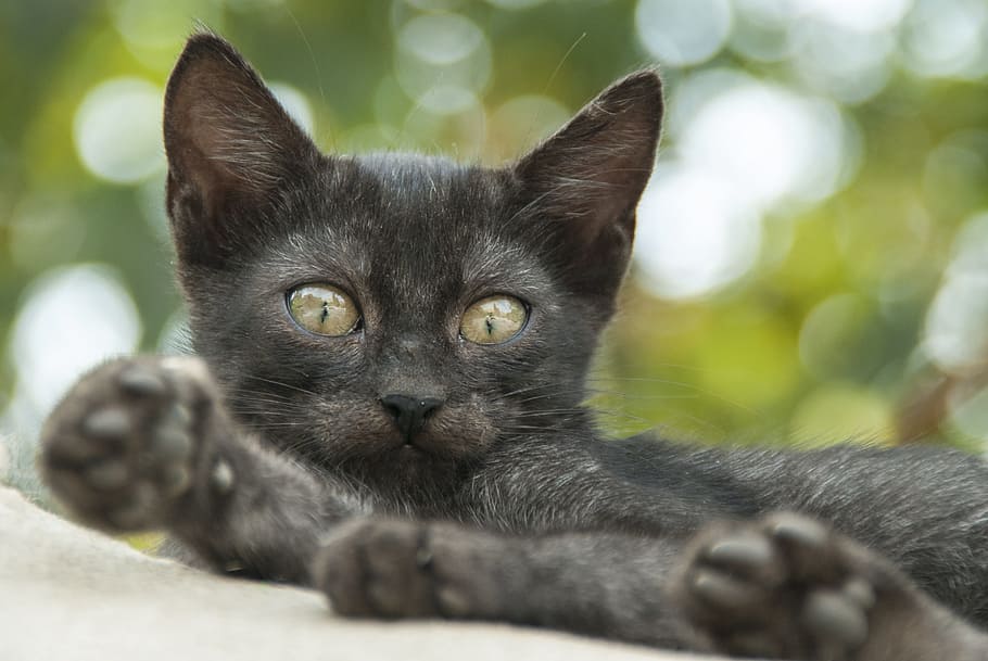 HD wallpaper: black cat outdoor, Cat, Eye, Eye, Green, Animal, Portrait ...