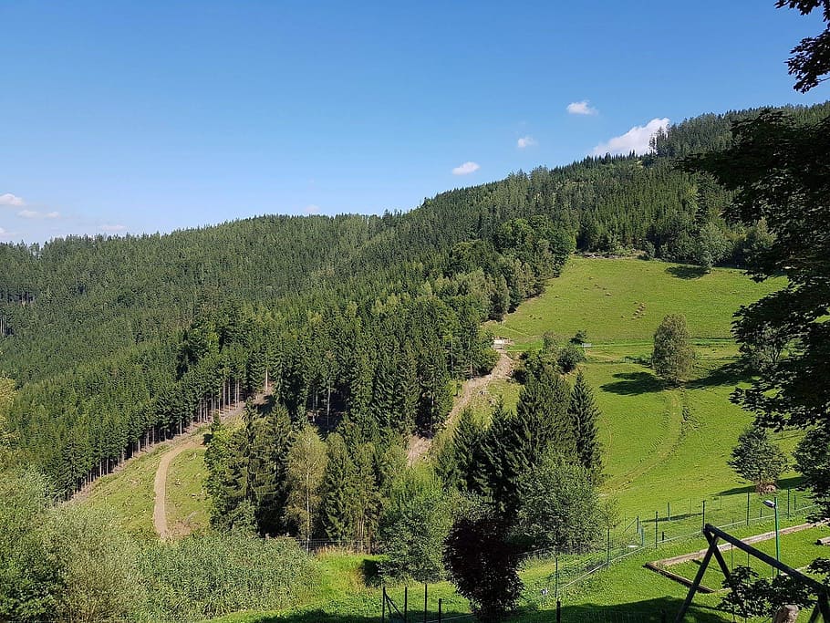 forest, slope, mountain, trees, landscape, nature, forestry HD wallpaper