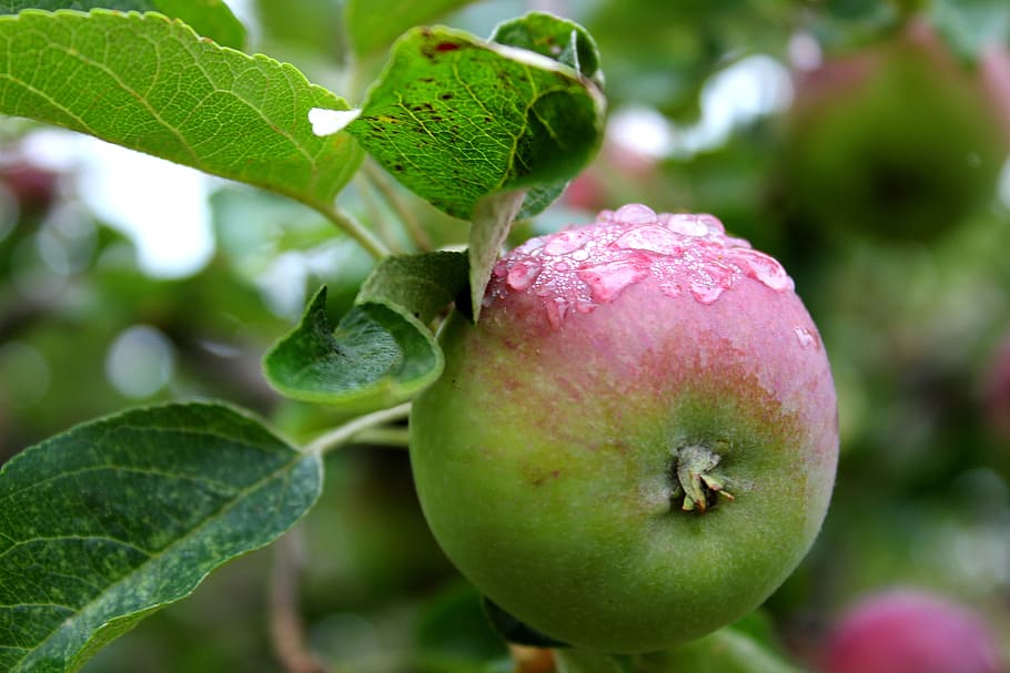 leaf, fruit, nature, food, flora, apple, dew, raindrops, orchard HD wallpaper