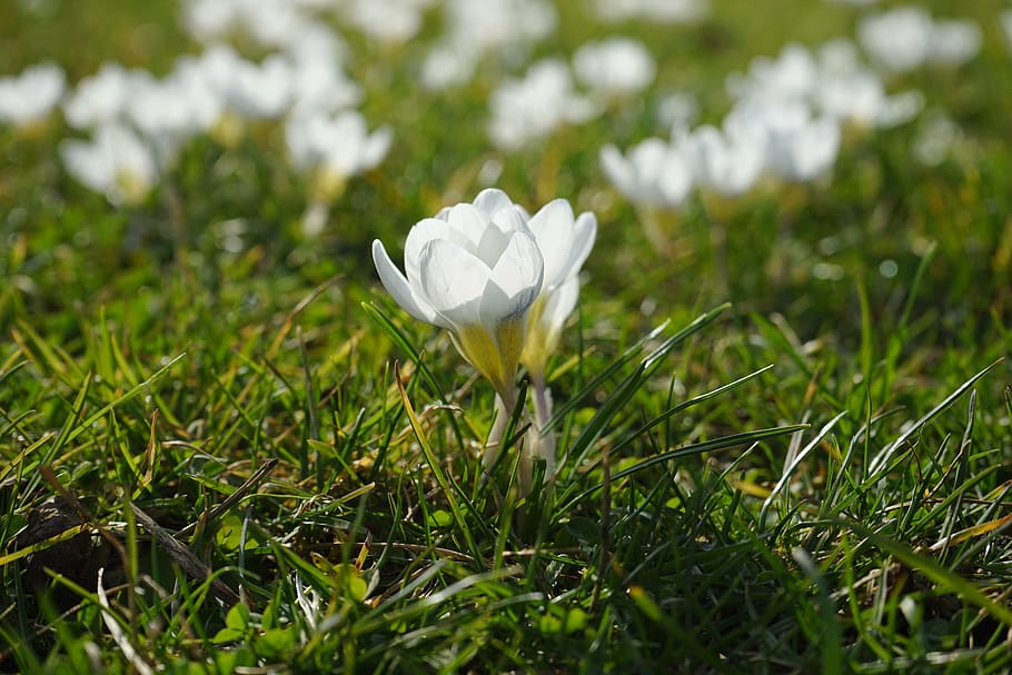 crocus, white, light, flower, spring, bühen, colorful, beautiful HD wallpaper
