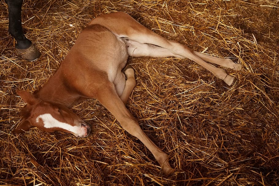 foal, campaign, rest, domestic, pets, domestic animals, mammal HD wallpaper