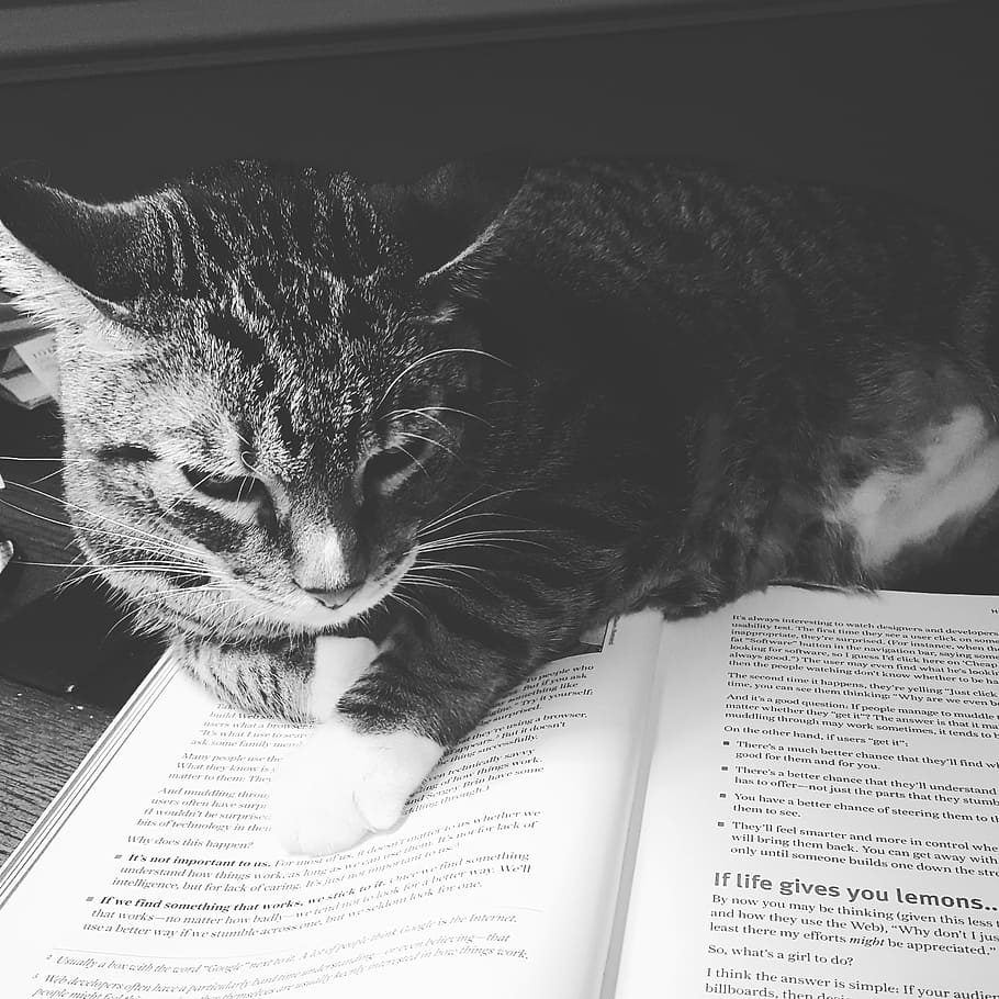 black-and-white, animal, pet, cute, adorable, book, cat, feline, HD wallpaper