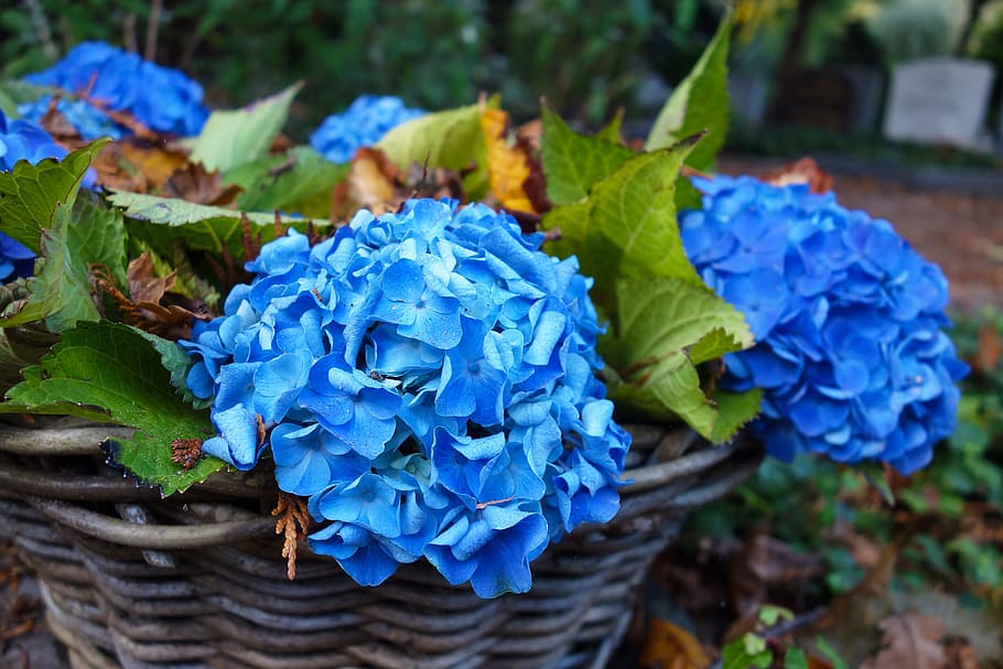 blue flowers on basket, hortensia, hydrangea, plant, decoration, HD wallpaper