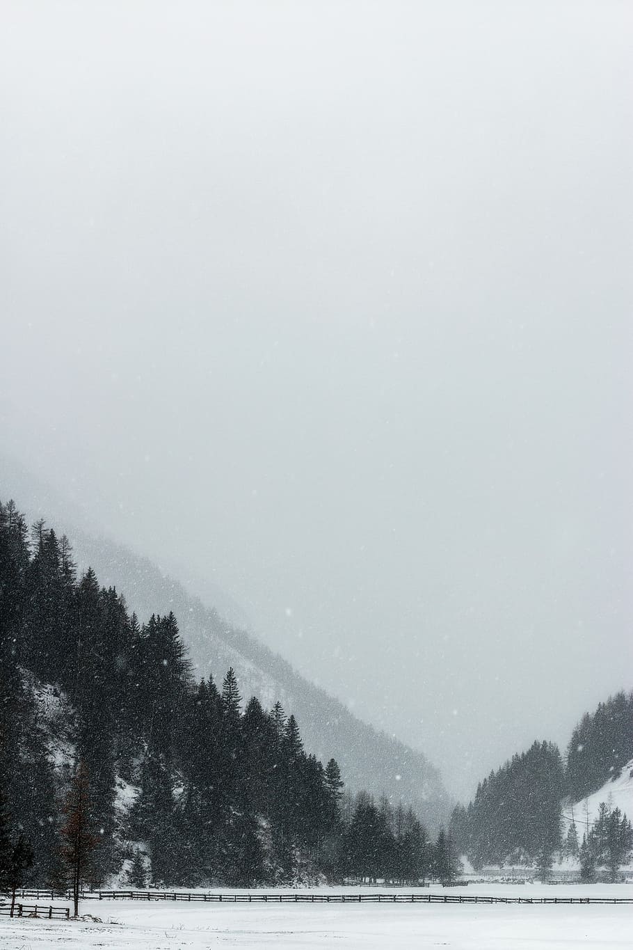 green trees infront of mountain, tall trees under foggy weather HD wallpaper