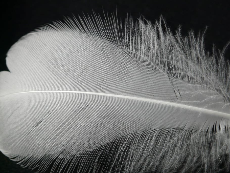 feather, white, filigree, down, plumage, spring dress, bird HD wallpaper