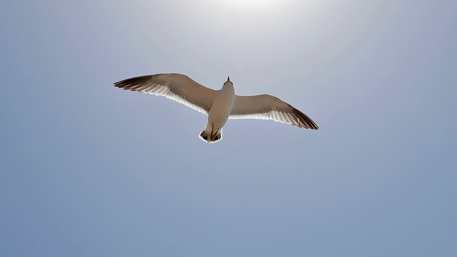 seagull, sky, flying, animal wildlife, animals in the wild HD wallpaper