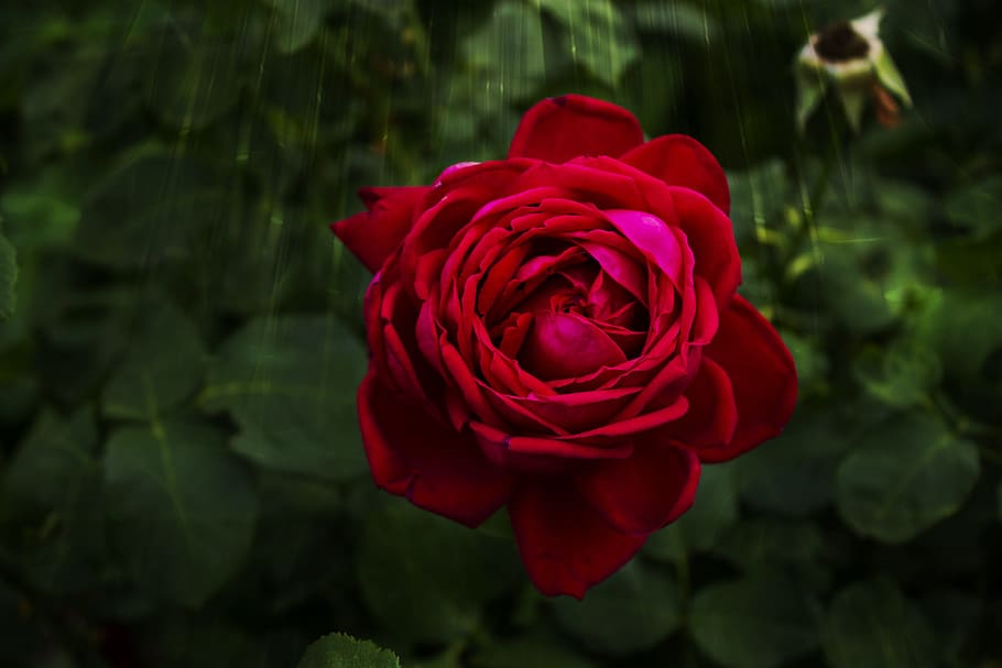 summer, garden, rose, flowering plant, red, beauty in nature HD wallpaper