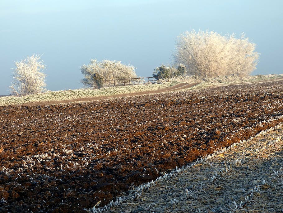 winter, trees, sky, gel, frost, field, earth, nature, plant HD wallpaper
