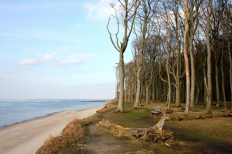 sea, beach, forest, wide, tree, trees, baltic sea, water, sky HD wallpaper